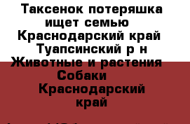 Таксенок потеряшка ищет семью - Краснодарский край, Туапсинский р-н Животные и растения » Собаки   . Краснодарский край